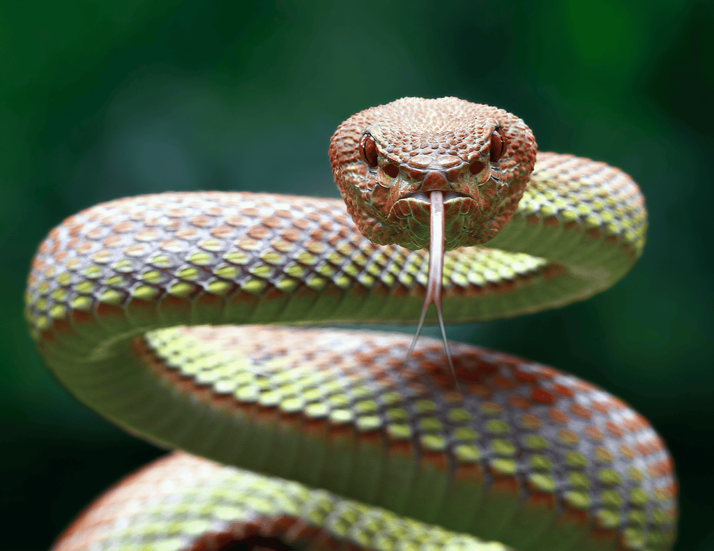 Snake Safety & Your Pets: Expert Advice from The Snake Catcher